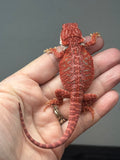 Photo 4 of red hypo, possible het trans, 50% Red Monster bearded dragon