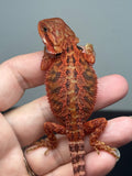 red trans, possible het hypo, 50% Red Monster bearded dragon