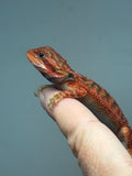 Photo 2 of red trans, possible het hypo, 50% Red Monster bearded dragon