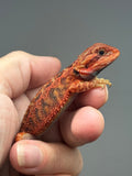 Photo 3 of red trans, possible het hypo, 50% Red Monster bearded dragon