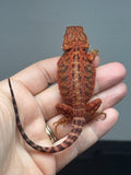 Photo 4 of red trans, possible het hypo, 50% Red Monster bearded dragon