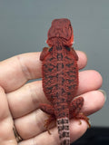 red trans, possible het hypo, 50% Red Monster bearded dragon