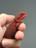 Photo 2 of red trans, possible het hypo, 50% Red Monster bearded dragon
