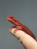 Photo 3 of red trans, possible het hypo, 50% Red Monster bearded dragon
