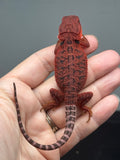 Photo 4 of red trans, possible het hypo, 50% Red Monster bearded dragon