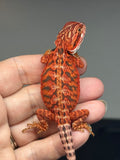 red possible het hypo, 50% Red Monster bearded dragon