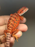 Photo 2 of red possible het hypo, 50% Red Monster bearded dragon