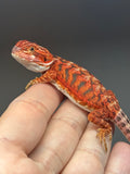Photo 3 of red possible het hypo, 50% Red Monster bearded dragon