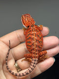 Photo 4 of red possible het hypo, 50% Red Monster bearded dragon