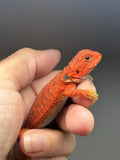 Photo 2 of red hypo, trans, 50% Red Monster bearded dragon