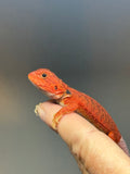 Photo 3 of red hypo, trans, 50% Red Monster bearded dragon