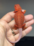 Photo 4 of red hypo, trans, 50% Red Monster bearded dragon