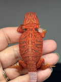 red hypo, trans, 50% Red Monster bearded dragon