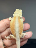 hypo, possible het Zero, Witblits bearded dragon