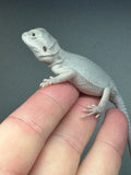 #988 female, hypo,  Zero, possible het Witblits/trans