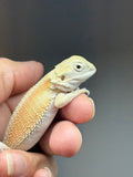 Photo 2 of hypo, possible het Zero, Witblits bearded dragon