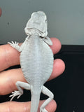 #989 female, hypo, leatherback