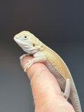 Photo 3 of hypo, possible het Zero, Witblits bearded dragon
