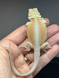 Photo 4 of hypo, possible het Zero, Witblits bearded dragon