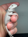 #989 female, hypo, leatherback