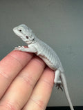 #989 female, hypo, leatherback