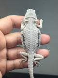 hypo, marbled, possible het Witblits, Zero bearded dragon