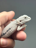 Photo 2 of hypo, marbled, possible het Witblits, Zero bearded dragon