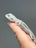 Photo 3 of hypo, marbled, possible het Witblits, Zero bearded dragon