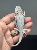 Photo 4 of hypo, marbled, possible het Witblits, Zero bearded dragon