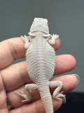 hypo, possible het Witblits, Zero bearded dragon