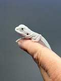 Photo 3 of hypo, possible het Witblits, Zero bearded dragon