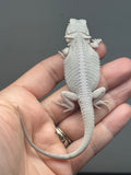 Photo 4 of hypo, possible het Witblits, Zero bearded dragon