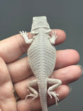 hypo, possible het Witblits, Zero bearded dragon