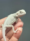 Photo 2 of hypo, possible het Witblits, Zero bearded dragon