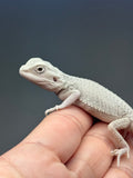 Photo 3 of hypo, possible het Witblits, Zero bearded dragon