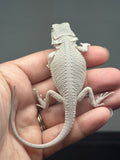 Photo 4 of hypo, possible het Witblits, Zero bearded dragon
