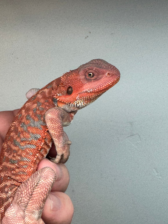 RM235 100% Red Monster, male, hypo, leatherback, blue bar
