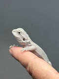 Photo 3 of hypo, possible het Witblits, Zero bearded dragon