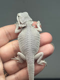 hypo, possible het Witblits, Zero bearded dragon