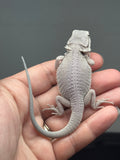 Photo 4 of hypo, possible het Witblits, Zero bearded dragon