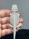 hypo, possible het Witblits, Zero bearded dragon
