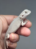 Photo 2 of hypo, possible het Witblits, Zero bearded dragon