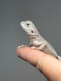 Photo 3 of hypo, possible het Witblits, Zero bearded dragon