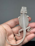 Photo 4 of hypo, possible het Witblits, Zero bearded dragon