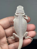 hypo, possible het Witblits, Zero bearded dragon