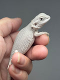 Photo 2 of hypo, possible het Witblits, Zero bearded dragon