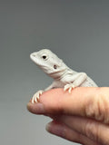 Photo 3 of hypo, possible het Witblits, Zero bearded dragon