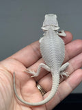 Photo 4 of hypo, possible het Witblits, Zero bearded dragon
