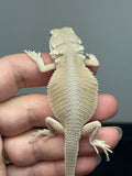 hypo, possible het Zero, Witblits bearded dragon