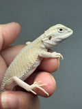 Photo 2 of hypo, possible het Zero, Witblits bearded dragon